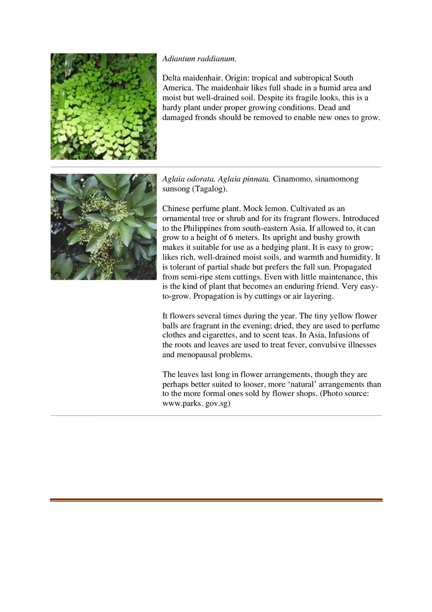 List of Common Ornamental Plants in the Philippines Part 1 - Page 8