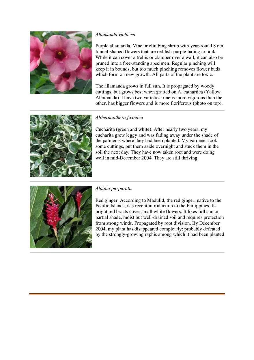 List of Common Ornamental Plants in the Philippines Part 1 - Page 9