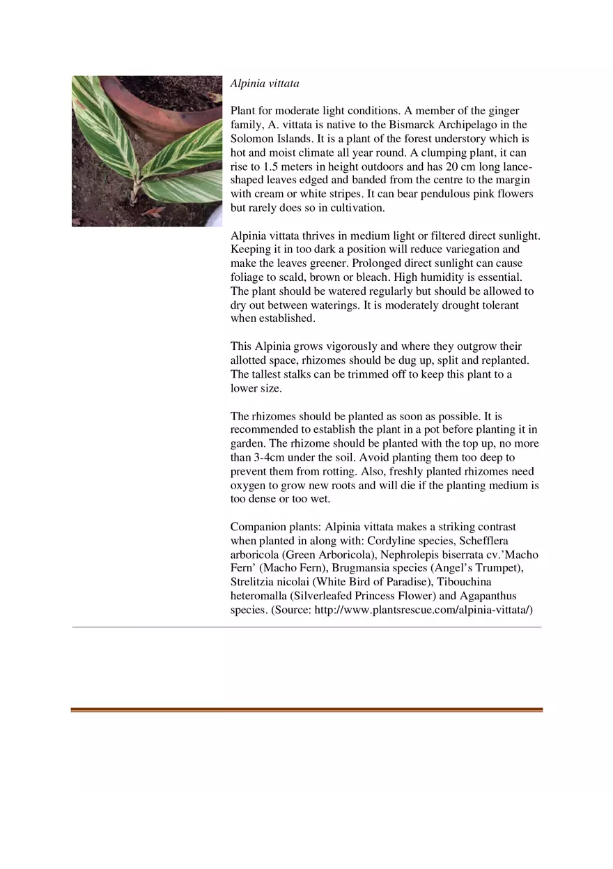 List of Common Ornamental Plants in the Philippines Part 1 - Page 10