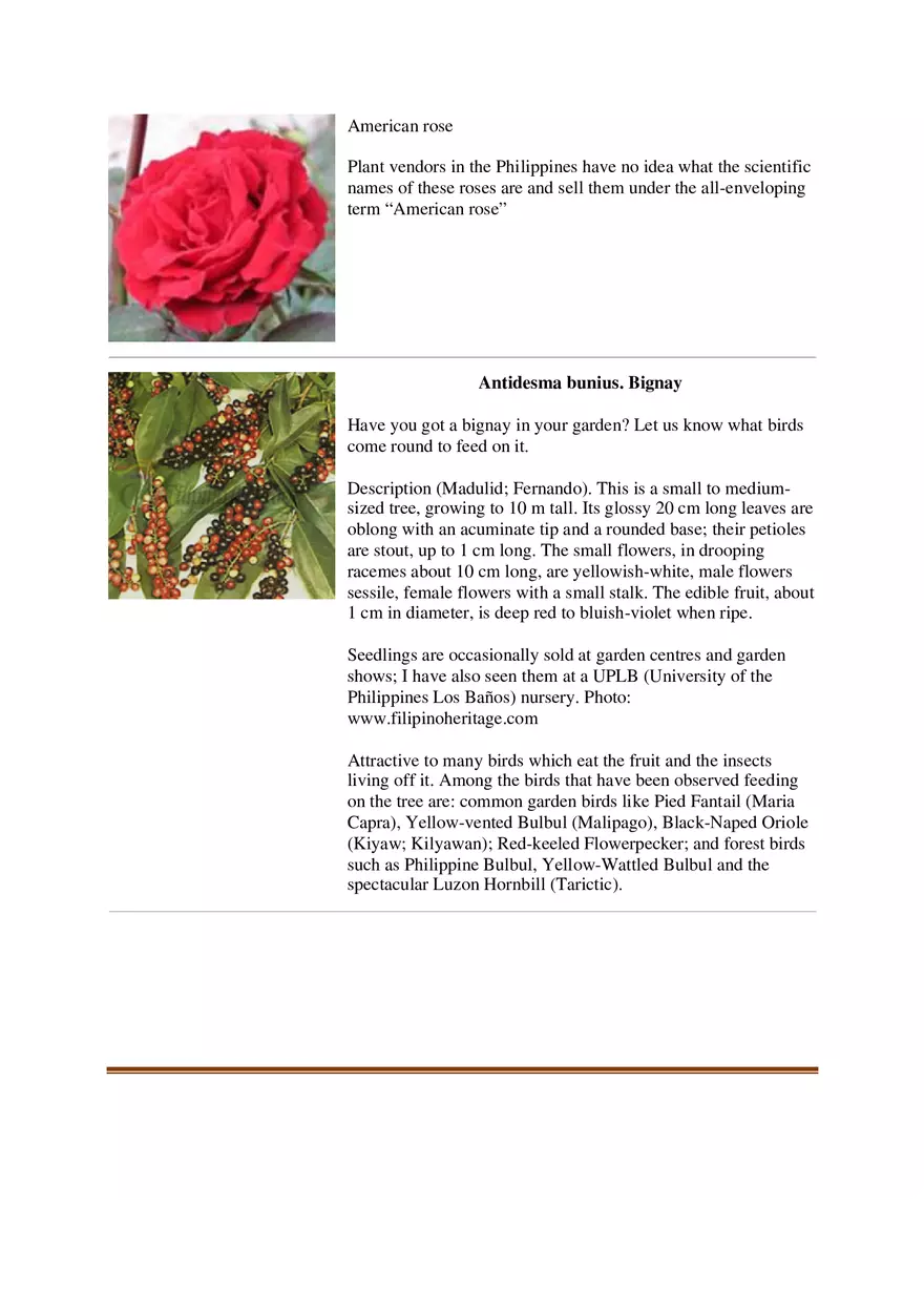 List of Common Ornamental Plants in the Philippines Part 1 - Page 11