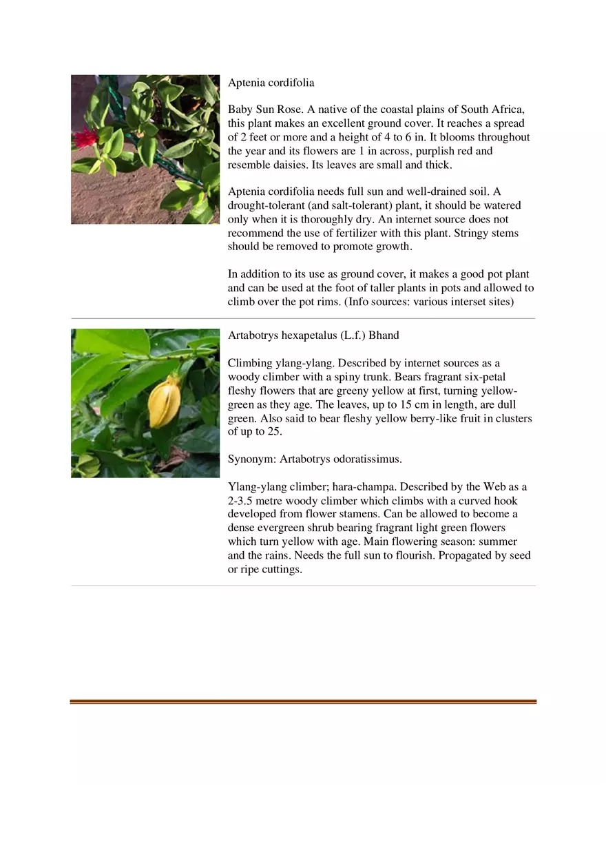 List of Common Ornamental Plants in the Philippines Part 1 - Page 12
