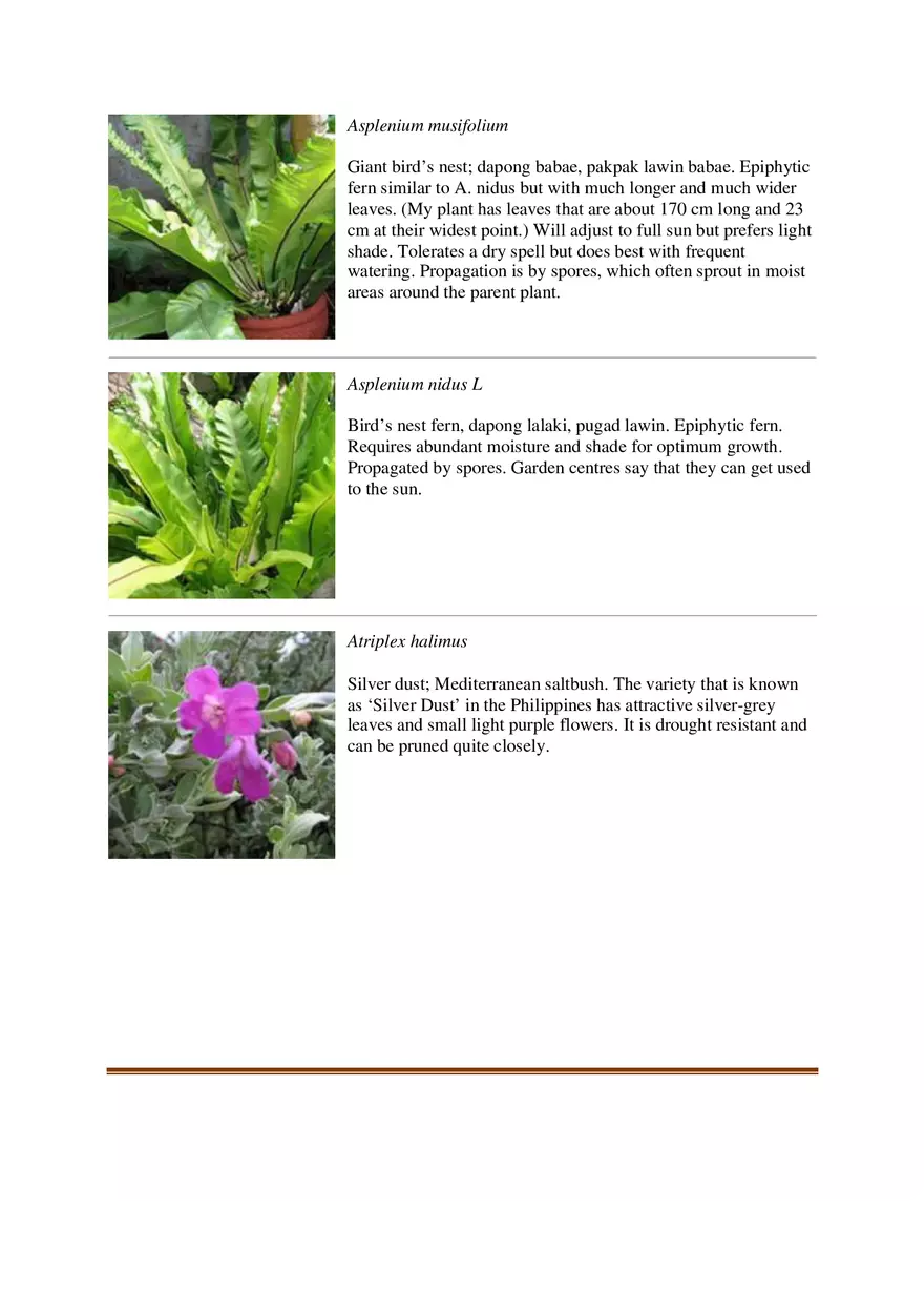 List of Common Ornamental Plants in the Philippines Part 1 - Page 13