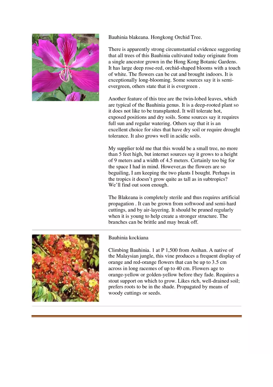 List of Common Ornamental Plants in the Philippines Part 1 - Page 14