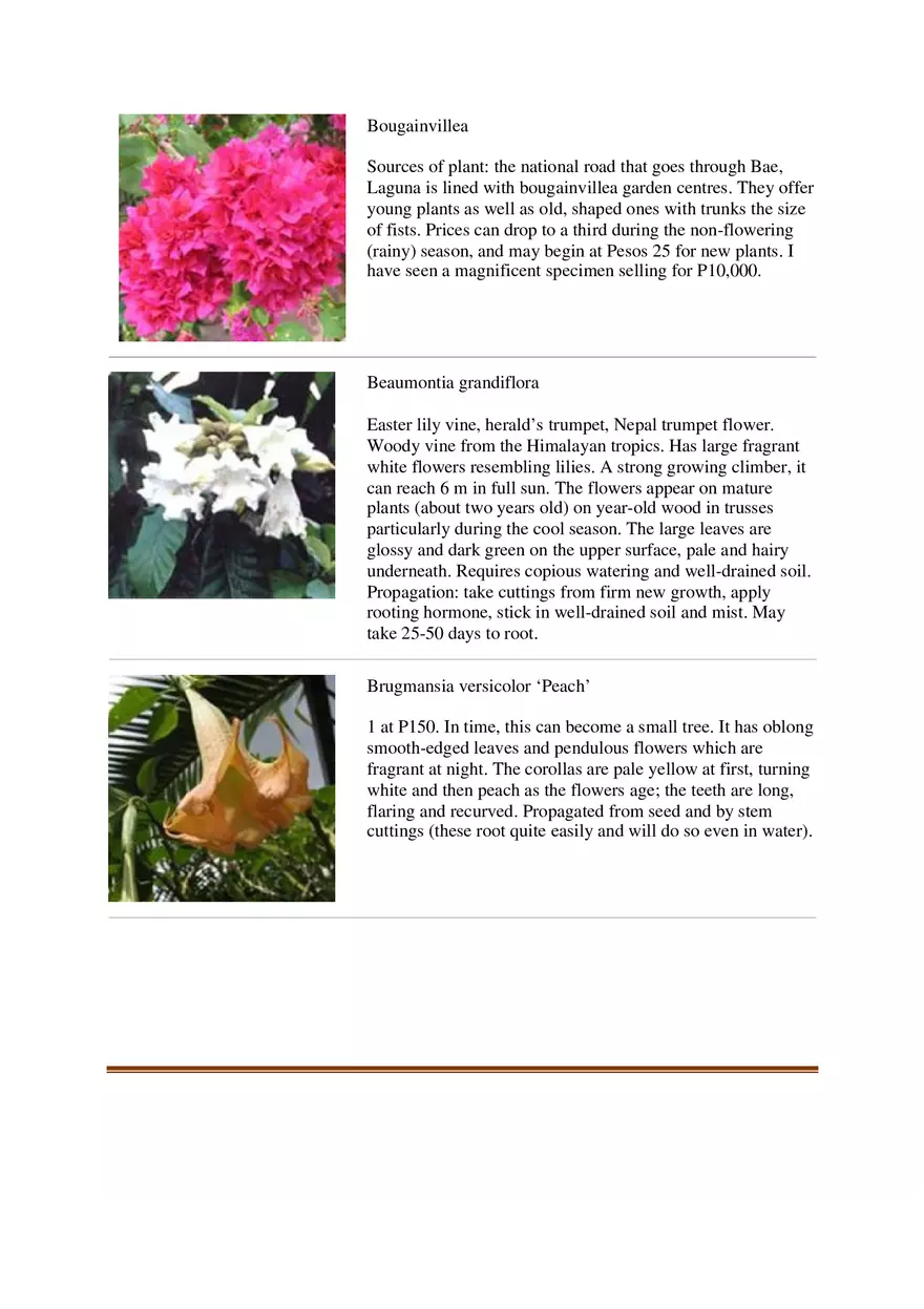 List of Common Ornamental Plants in the Philippines Part 1 - Page 15