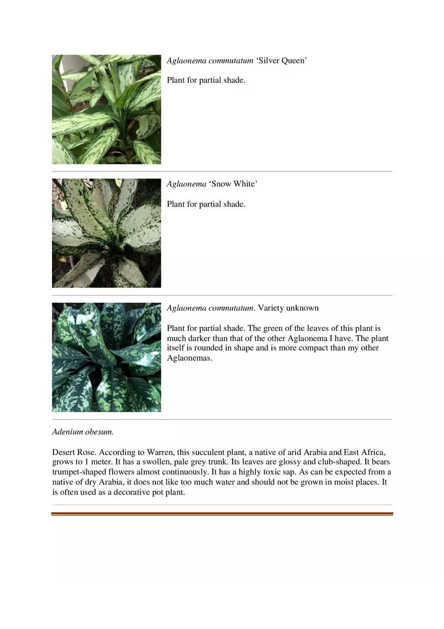 List of Common Ornamental Plants in the Philippines Part 1 - Page 2