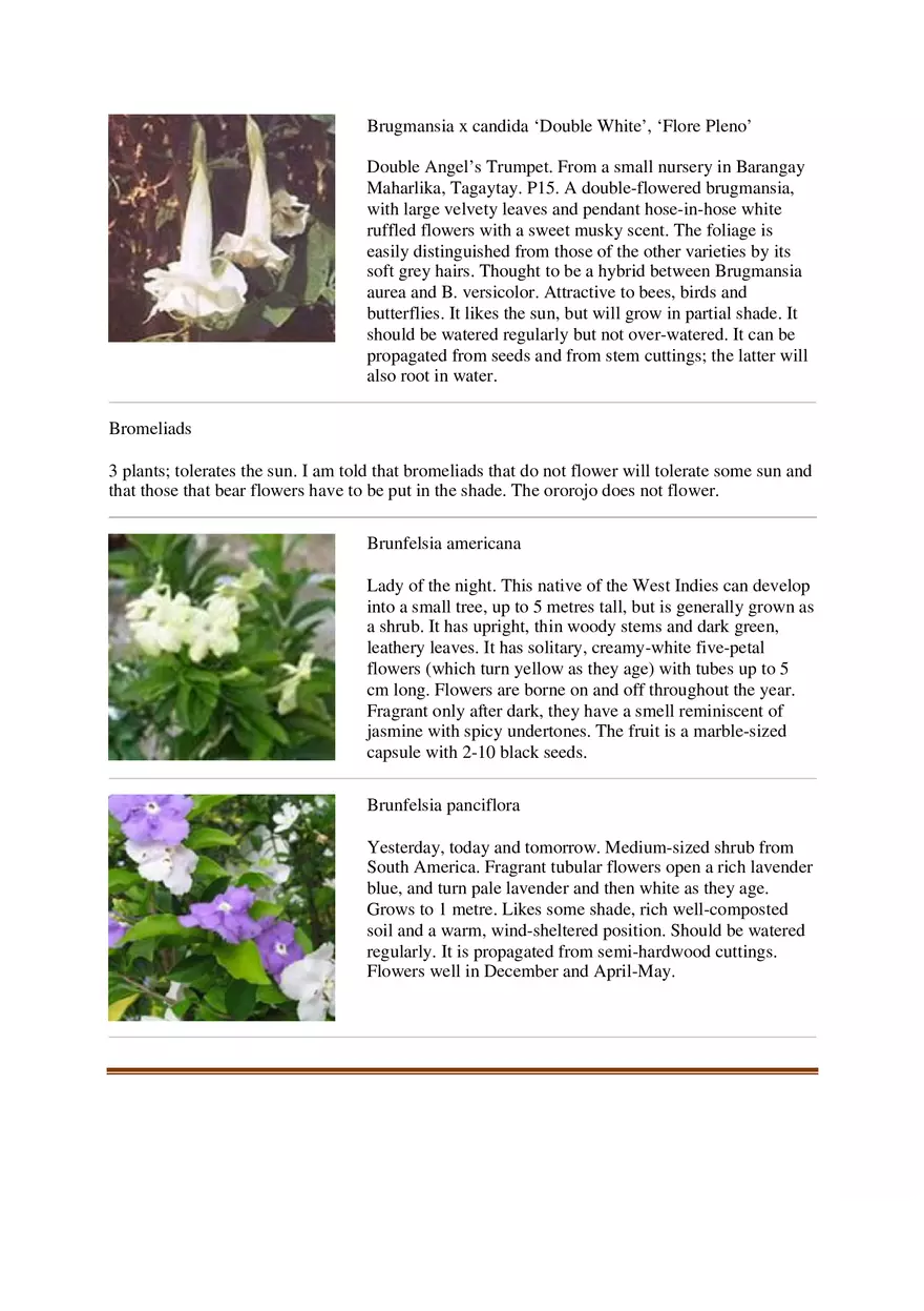 List of Common Ornamental Plants in the Philippines Part 1 - Page 3
