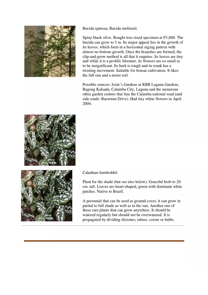 List of Common Ornamental Plants in the Philippines Part 1 - Page 4