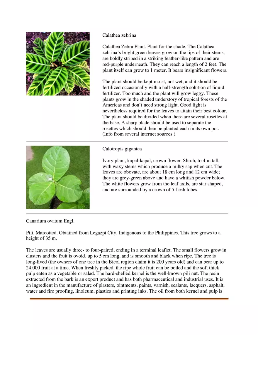 List of Common Ornamental Plants in the Philippines Part 1 - Page 5