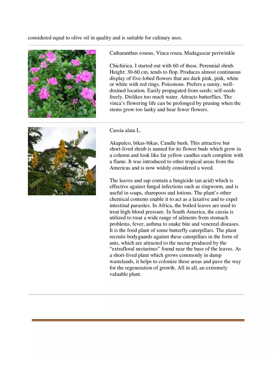 List of Common Ornamental Plants in the Philippines Part 1 - Page 6