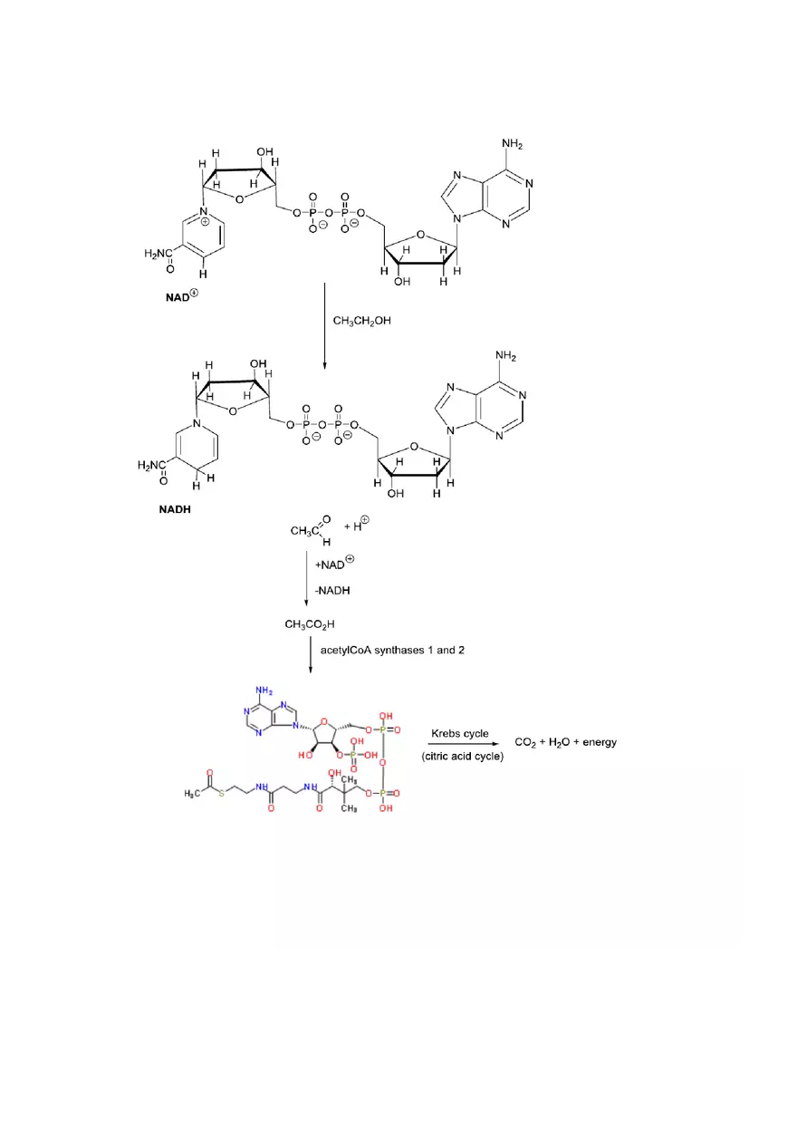 Classification of Organic Reactions Study Guide - Page 7