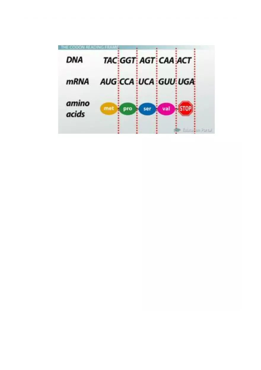Introductory Genetics Lecture Notes - Page 7