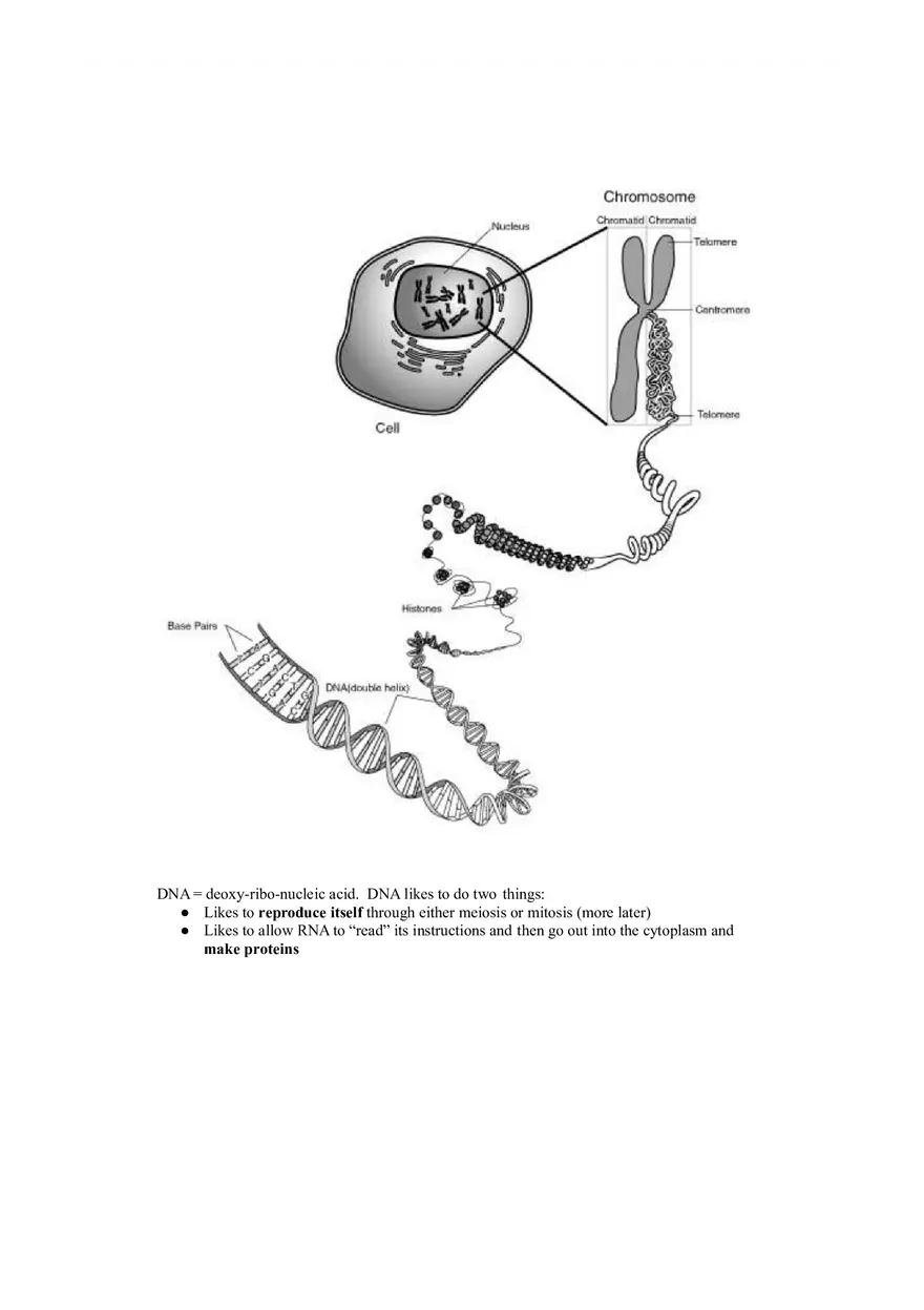 Introductory Genetics Lecture Notes - Page 8