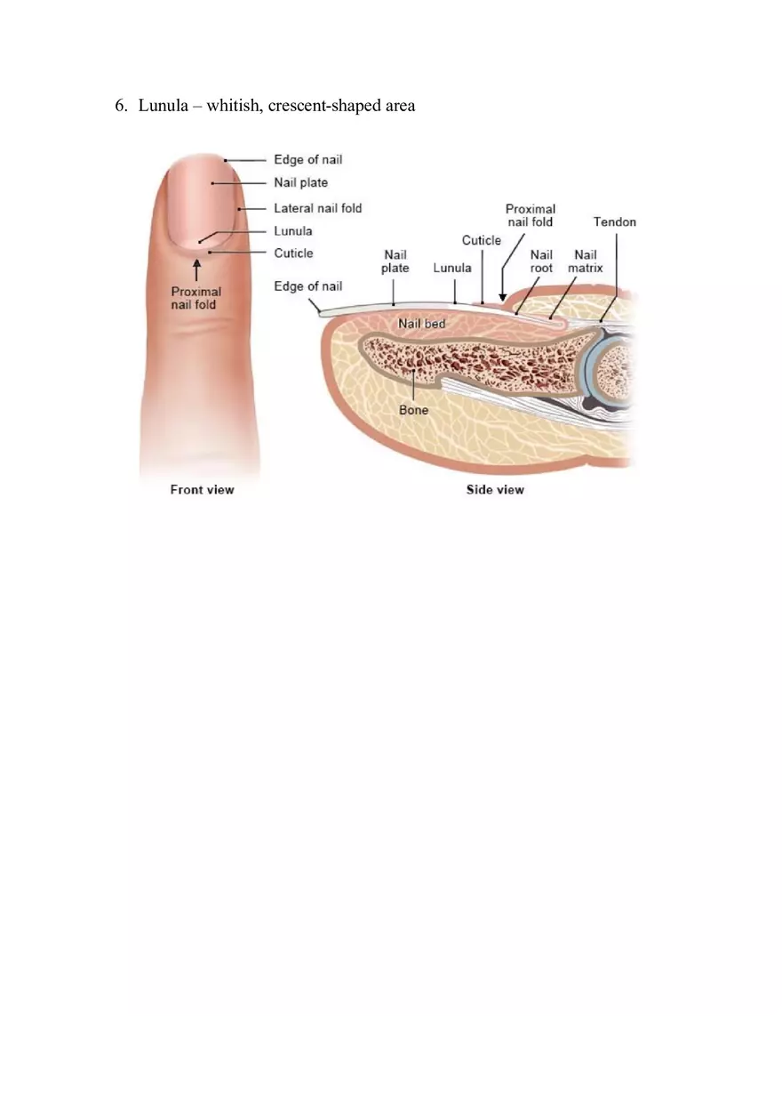 Accessory Organs of the Integumentary System - Page 4