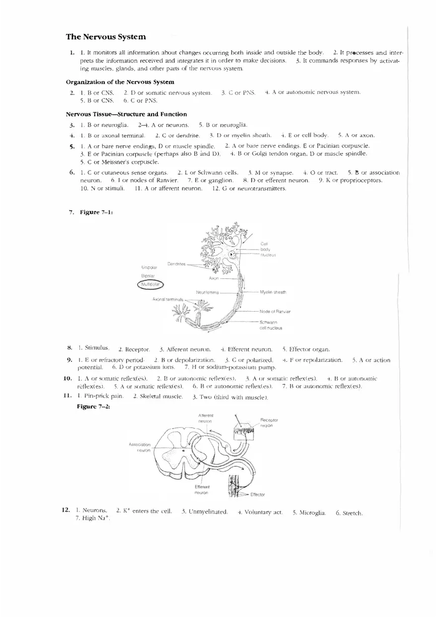 Answers to Nervous System Worksheet Complete - Page 1