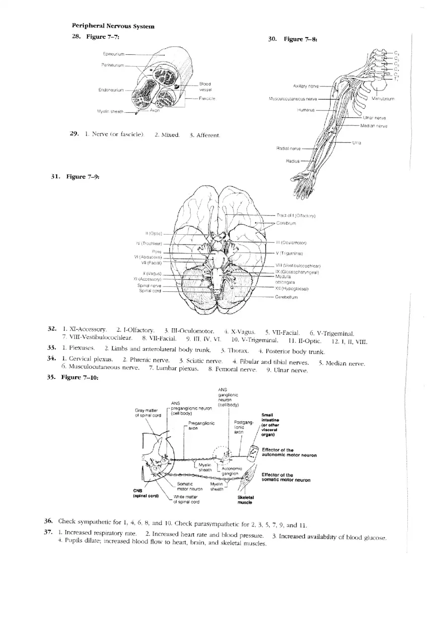 Answers to Nervous System Worksheet Complete - Page 3