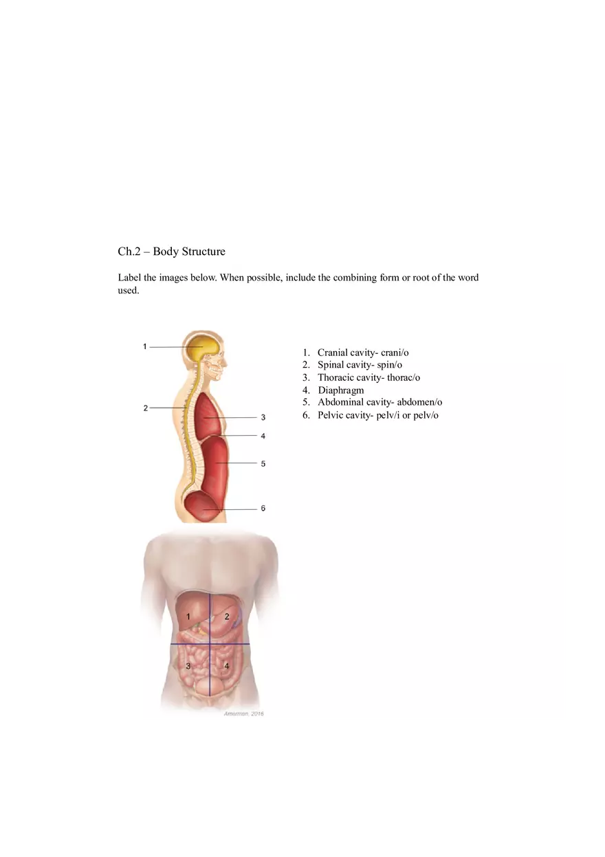 (Body Structure) - Pre-class Assignment - Page 1