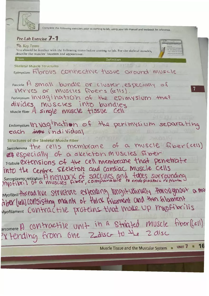 Muscle Tissue - Prelab Workbook Answer - Page 1