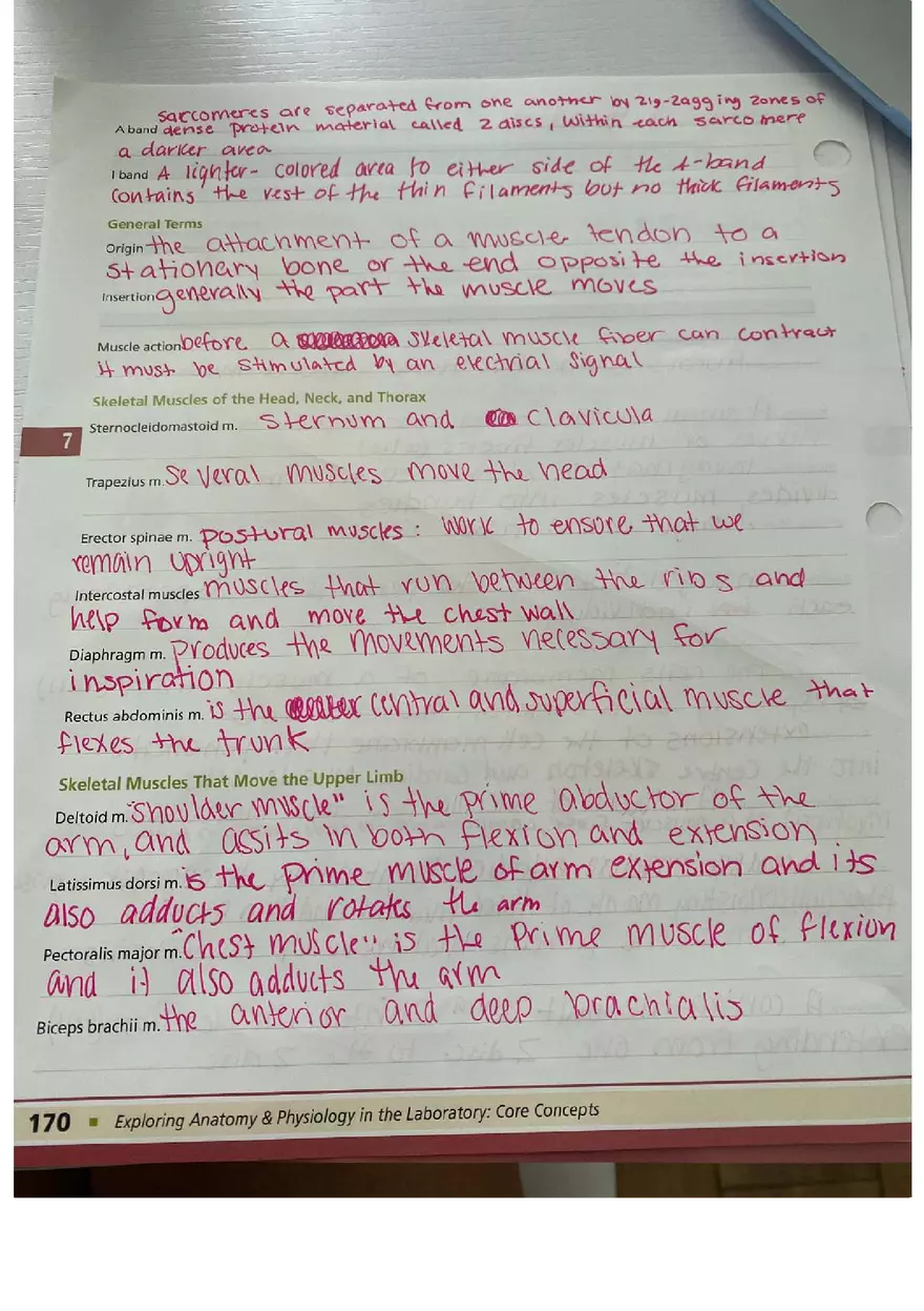 Muscle Tissue - Prelab Workbook Answer - Page 2