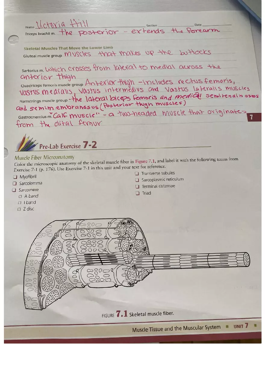 Muscle Tissue - Prelab Workbook Answer - Page 3
