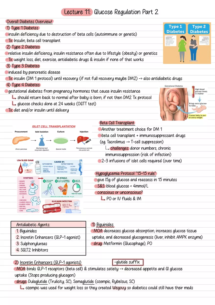 Lecture 11: Glucose Regulation Part 2 - Page 1