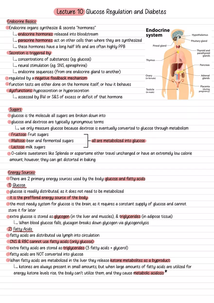 Lecture 10: Glucose Regulation and Diabetes - Page 1