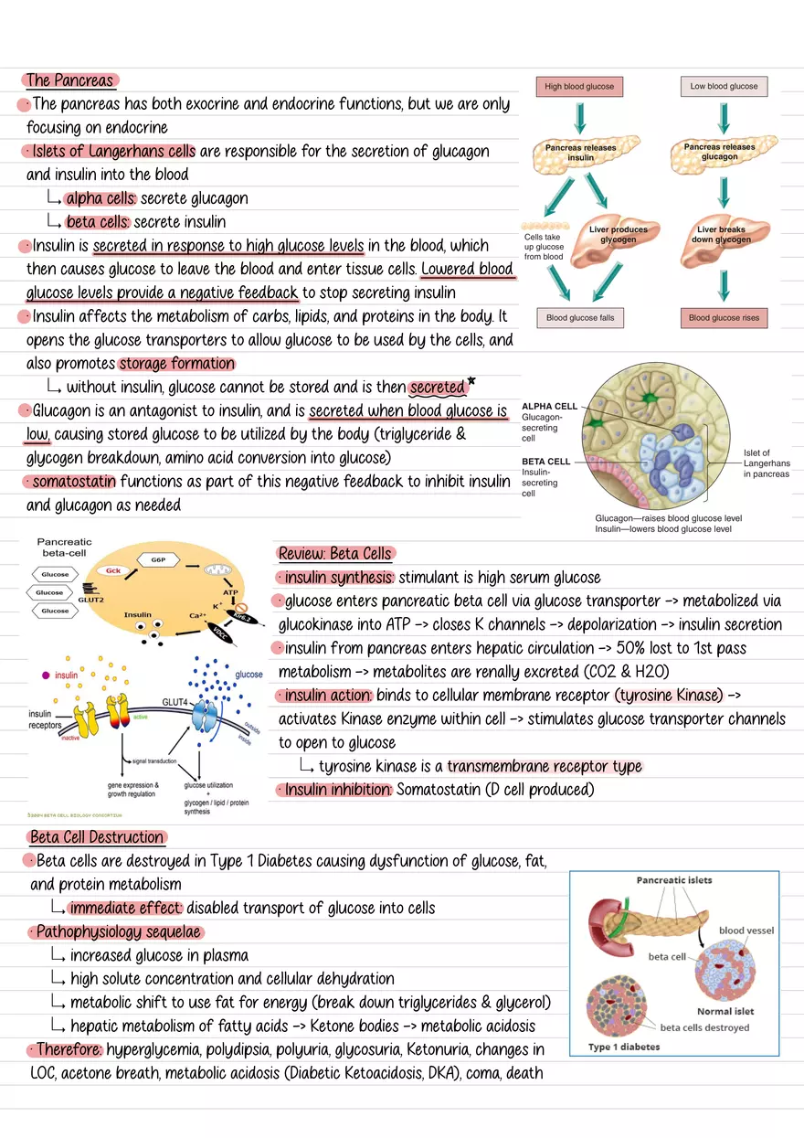 Lecture 10: Glucose Regulation and Diabetes - Page 2