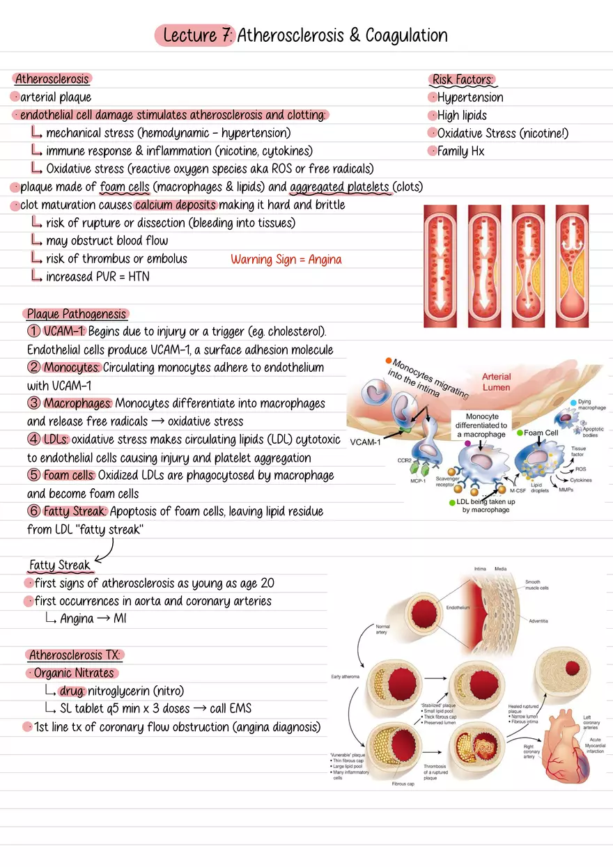 Lecture 7: Atherosclerosis & Coagulation - Page 1