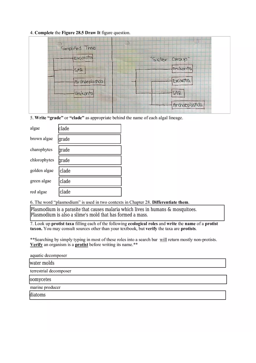 Principles of Biology II Protists Worksheet (Five Points) - Page 3