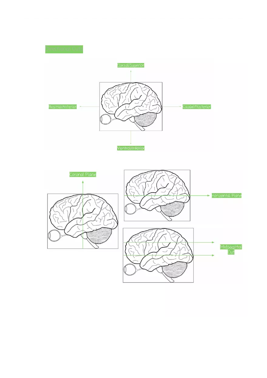 Why are Psychologists Concerned With Human Biology (Drugs) - Page 7
