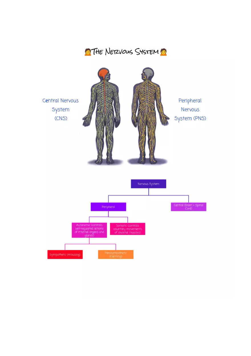Why are Psychologists Concerned With Human Biology (Drugs) - Page 11