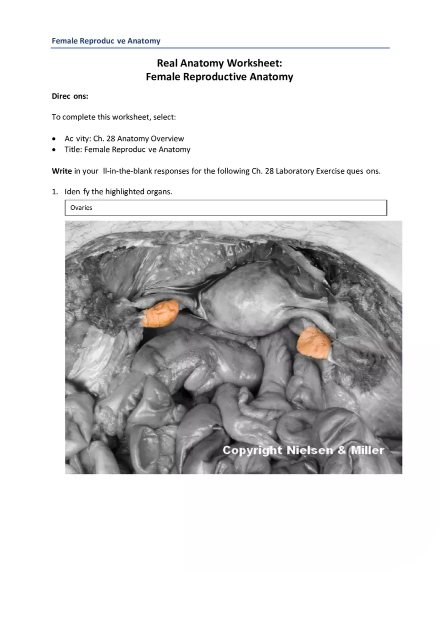 Real Anatomy Worksheet Female Reproductive Anatomy - Page 1