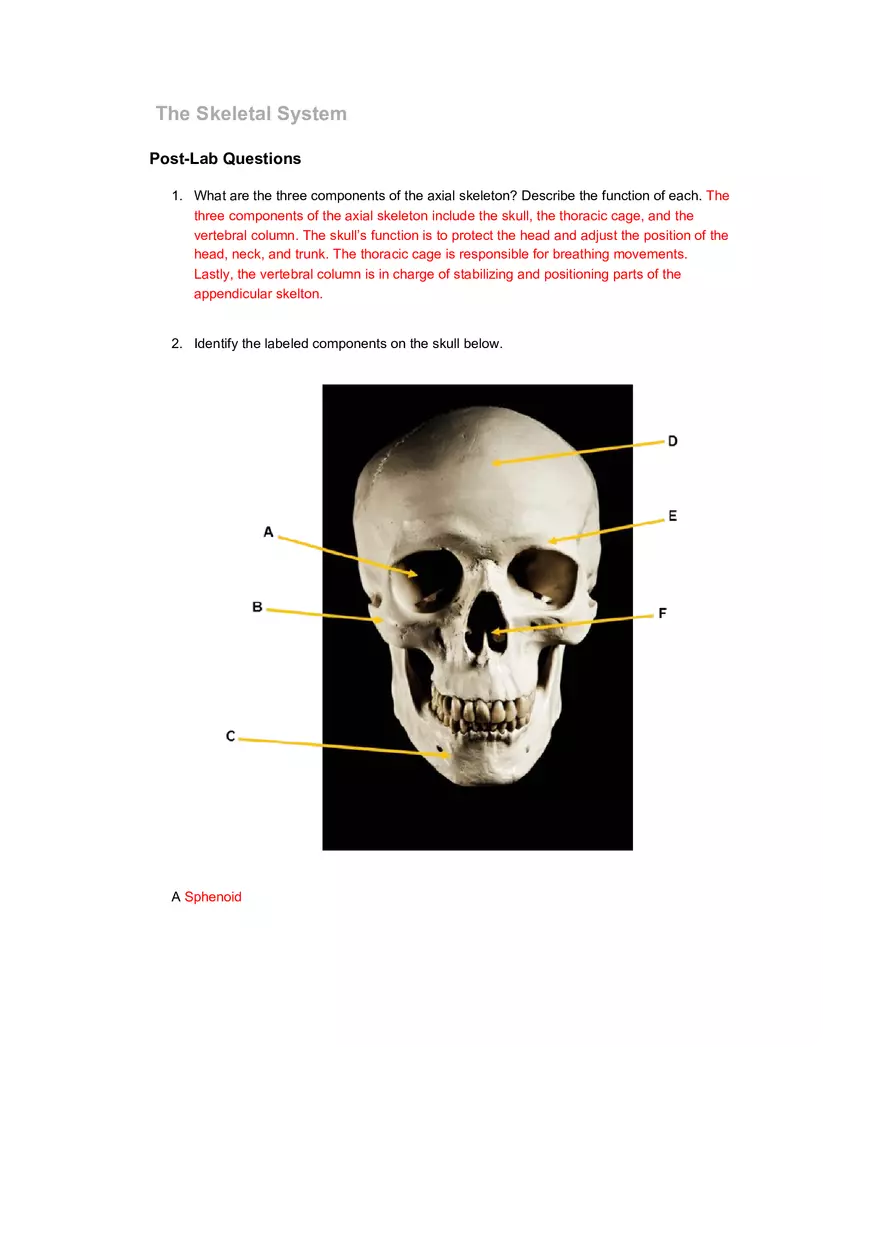 The Skeletal System Pre-lab Questions - Page 2