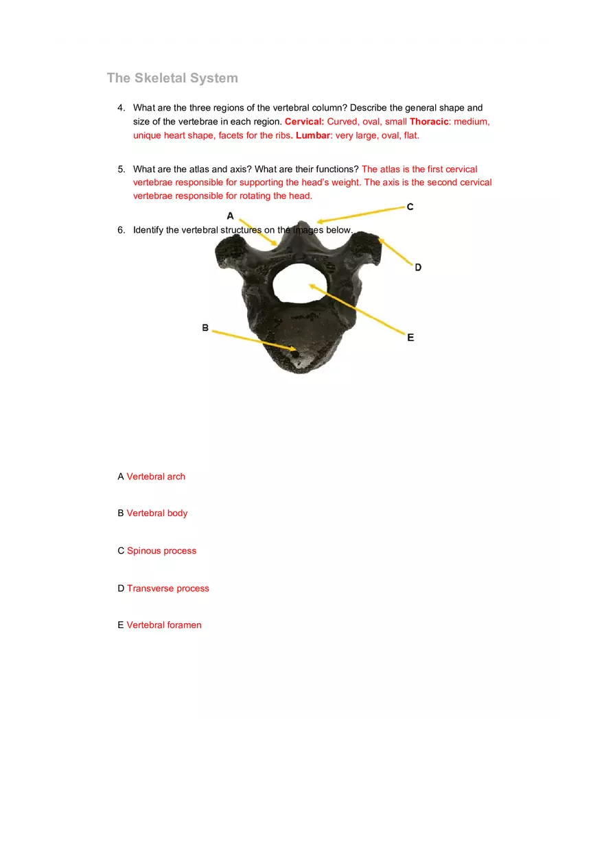 The Skeletal System Pre-lab Questions - Page 4