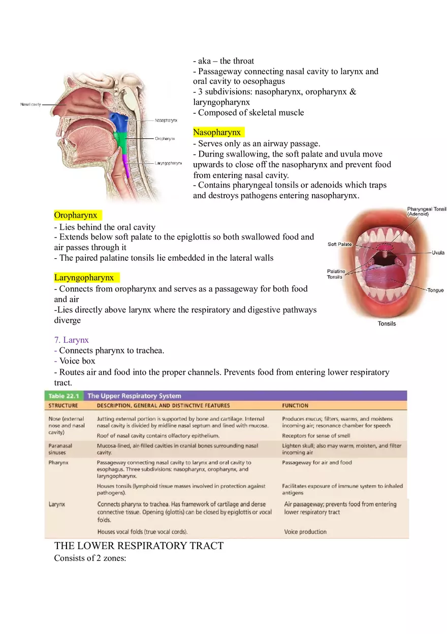 The Respiratory System (Study Guide) - Page 13