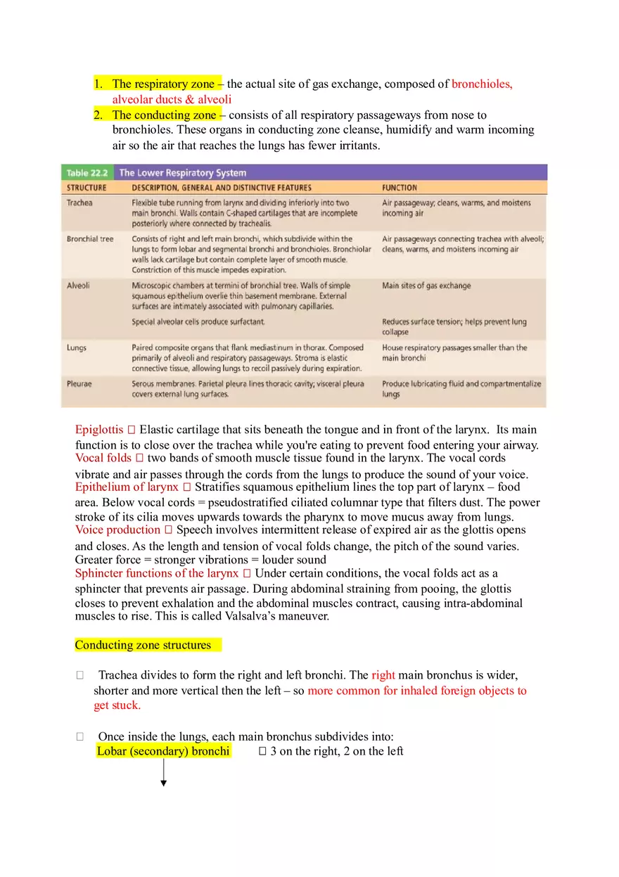 The Respiratory System (Study Guide) - Page 14