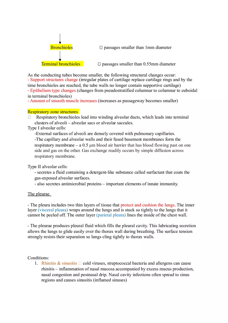 The Respiratory System (Study Guide) - Page 15