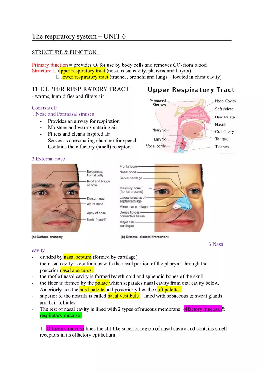 The Respiratory System (Study Guide) - Page 1