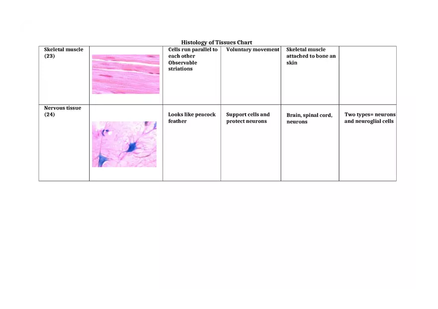 Histology of Tissues Chart 2 - Page 7