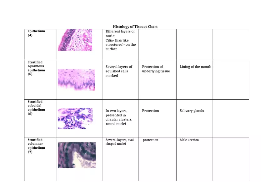 Histology of Tissues Chart 2 - Page 2