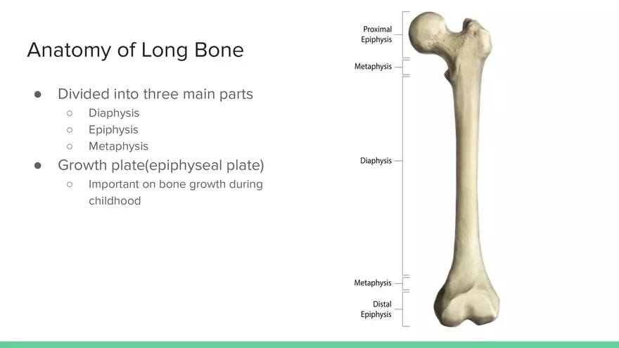 Understanding Epiphyseal Fractures - Page 2