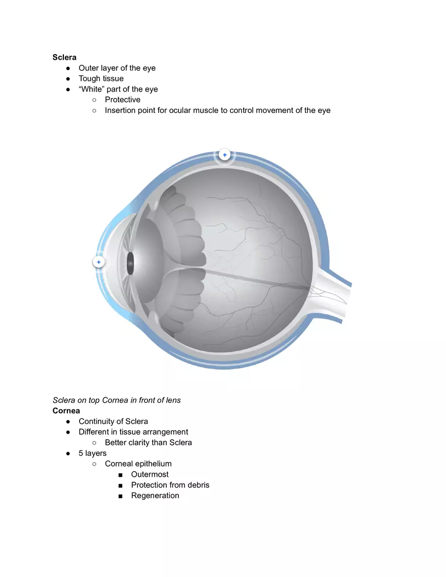 Outer Layer of the Eye - Page 1