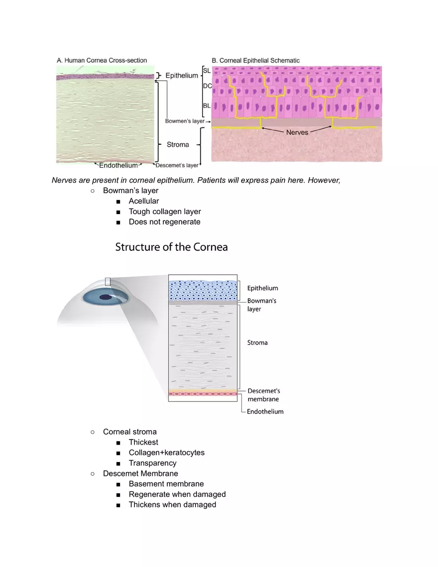 Outer Layer of the Eye - Page 2