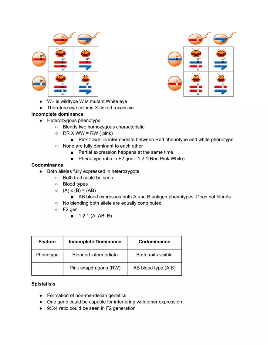 Monohybrid Cross - Page 2