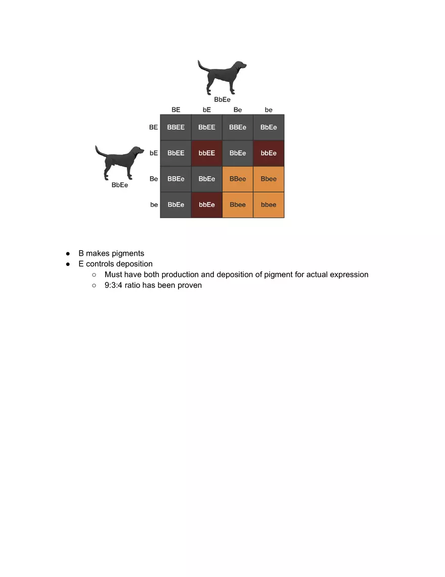 Monohybrid Cross - Page 3