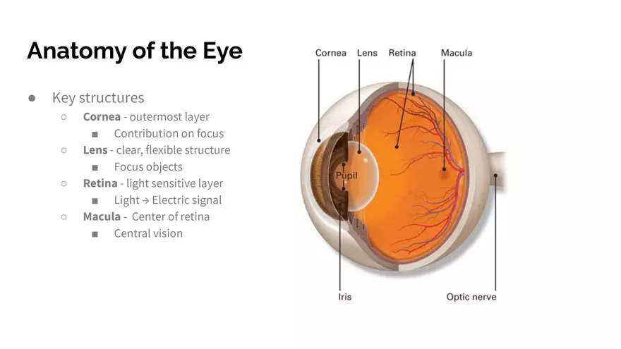 Understanding Macular Degeneration - Page 2