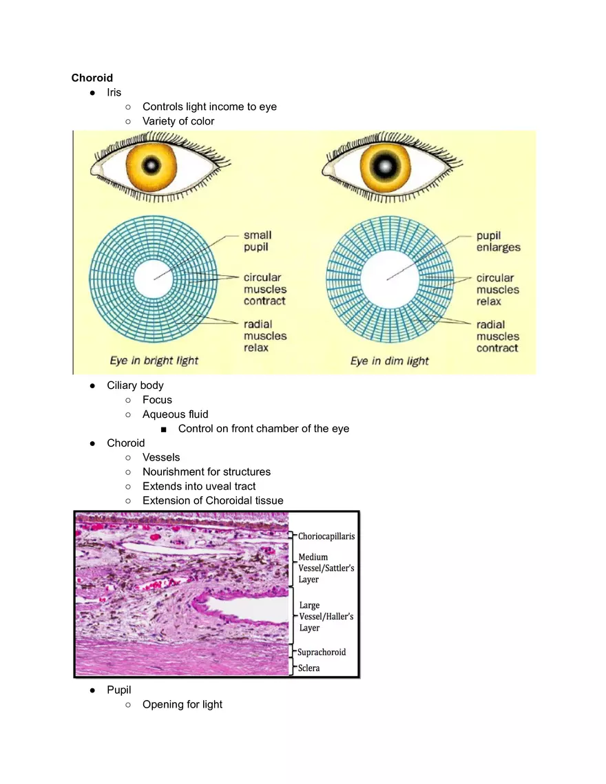 Middle Layer Ocular Anatomy - Page 1