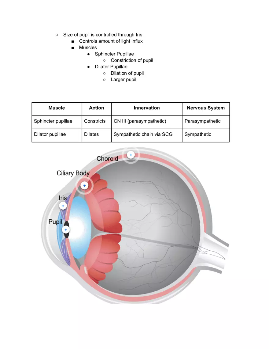 Middle Layer Ocular Anatomy - Page 2