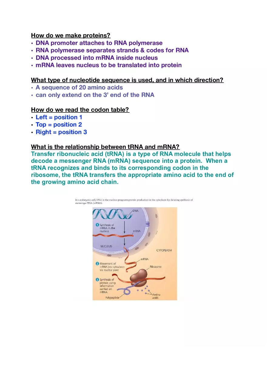 Amino Acids, Peptide Bonds and Protein Structure Study Guide 2 - Page 7