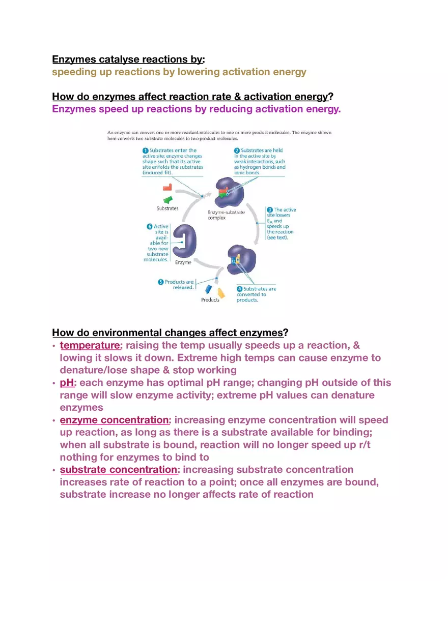 Amino Acids, Peptide Bonds and Protein Structure Study Guide 2 - Page 1