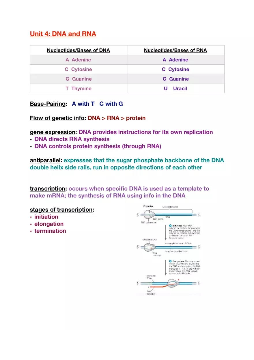 Amino Acids, Peptide Bonds and Protein Structure Study Guide 2 - Page 4